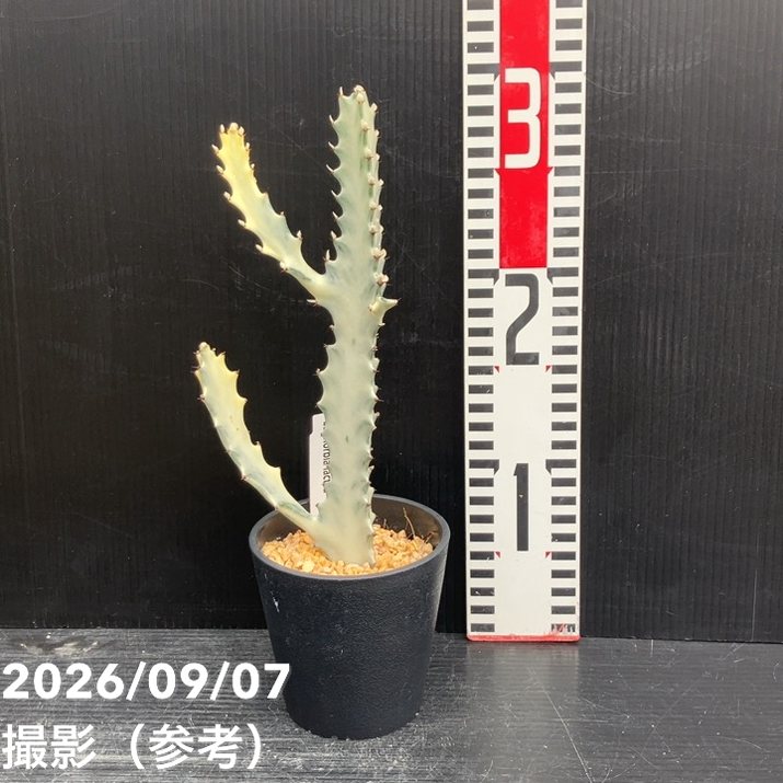 ユーフォルビア クリスタータ ホワイトゴースト 3.5号｜観葉10-TU