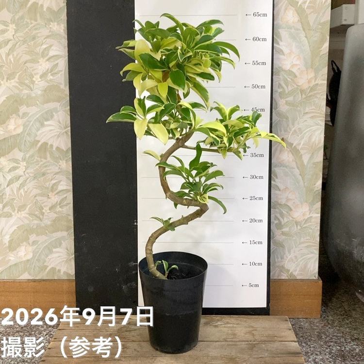 新商品追加！シャクナゲ5号お届け開始！｜クレマチスご予約受付中