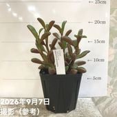 お買い得！】ザミア フロリダーナ（メキシコソテツ）7号 ｜観葉10-TU