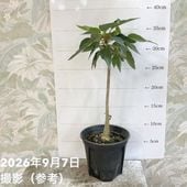 アカサヤネムノキ エバーフレッシュ 5号｜観葉04-PA | 観葉・多肉