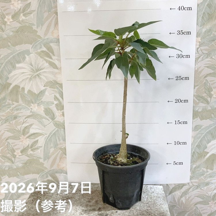 フィカス パルメリー 4号｜観葉04-PA