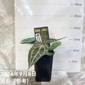 アンスリウム レガレ 皇火燭 Anthurium regale 2.5号｜観葉04-PA