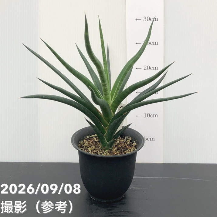【現品お届け】サンスベリア 4号 ブラックコーラル（S258）｜観葉02-D2