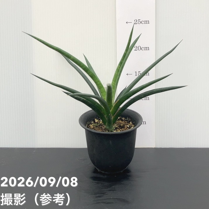 【現品お届け】サンスベリア 3.5号 ブラックコーラル（S259）｜観葉02-D2