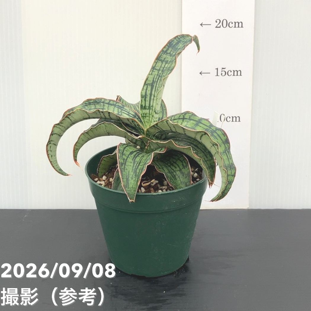 【現品お届け】サンスベリア 4号 クレオパトラ プラ鉢（S260）｜観葉02-D2