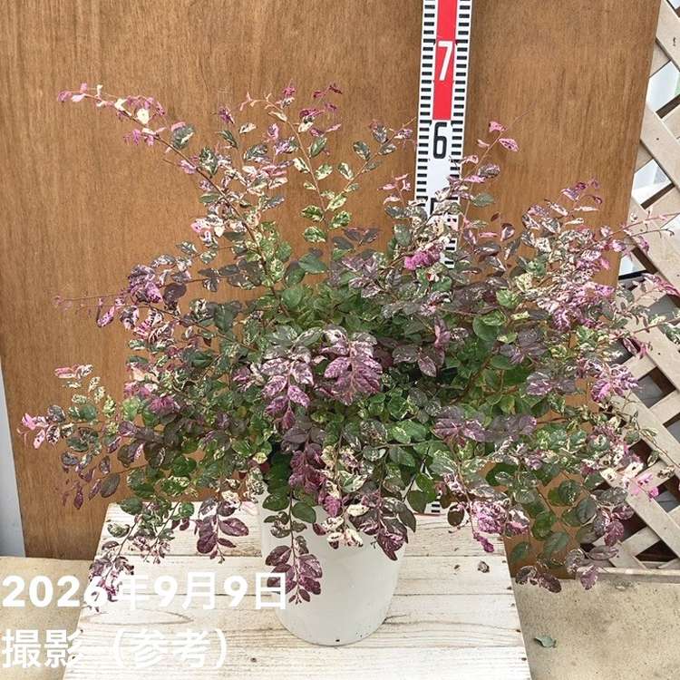 トキワマンサク 七彩 8号｜花木04-PA | 花木・庭木 | 赤塚植物園