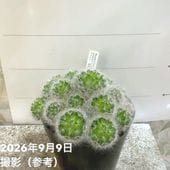 アルカンタレア インペリアリス 'ルブラ' Alcantarea imperialis