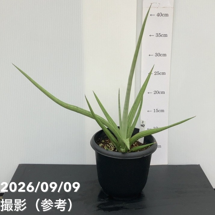 【現品お届け】サンスベリア 5号 ダンシングドラゴン（S267）｜観葉02-D2