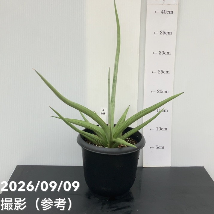 【秋セール10%OFF！11/1まで】【現品お届け】サンスベリア 5号 ダンシングドラゴン（S266）｜観葉02-D2