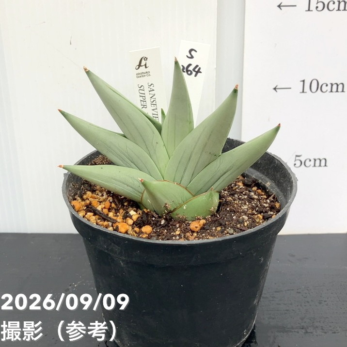 【現品お届け】サンスベリア 4号 スーパームーン プラ鉢（S264）｜観葉02-D2