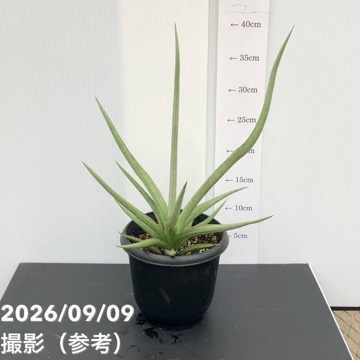 【現品お届け】サンスベリア 5号 ダンシングドラゴン（S265）｜観葉02-D2