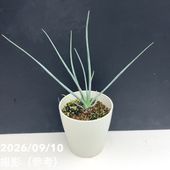フェイジョア パイナップルジェム 5号｜果樹04-PA | 果樹 | 赤塚植物園