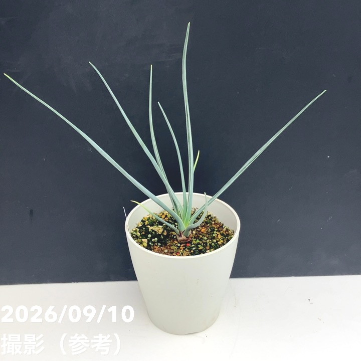 ドラセナ セルラータ 5号｜観葉01-D1 | 観葉・多肉 | 赤塚植物園