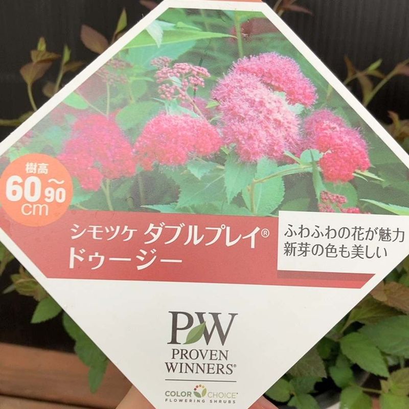 □キーワードから探す,日本ミツバチ,蜜源植物の購入なら赤塚植物園