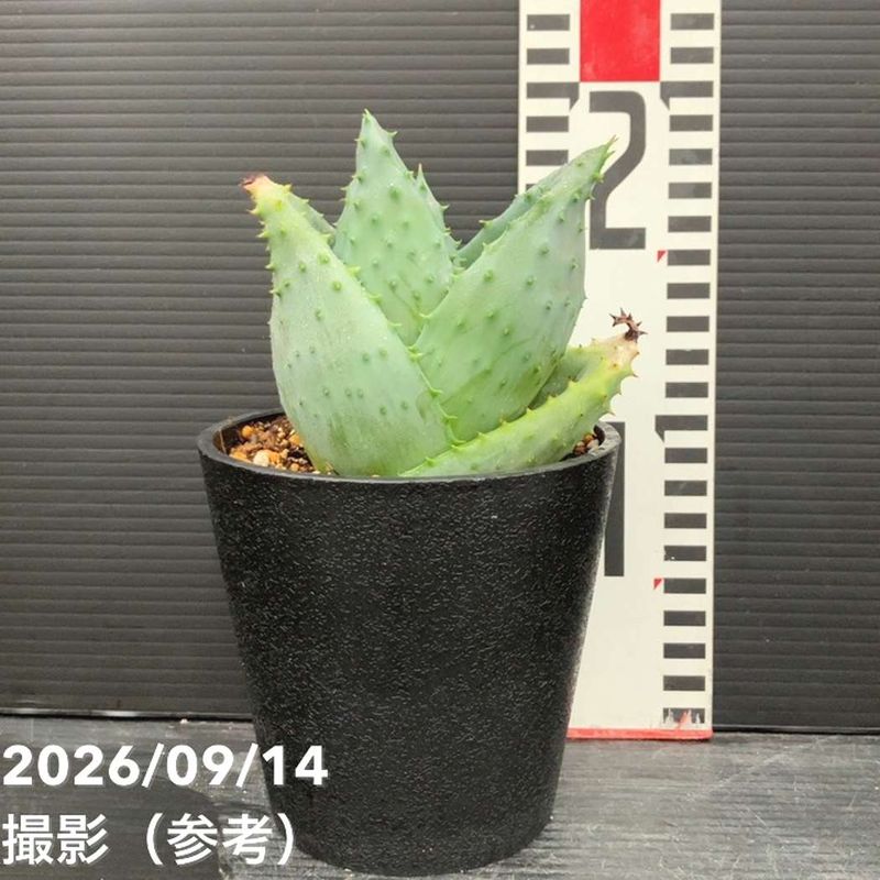 観葉・多肉,[多肉植物・サボテン]の購入なら赤塚植物園オンライン 花の