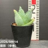 クテナンテ セトサ 5号 ｜観葉04-PA | 観葉・多肉 | 赤塚植物園