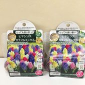 プルメリア ディバイン（Divine）5号｜鉢花10-TU | 花木・庭木 | 赤塚