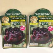 充実株イチジク 早生日本種ホウライシ 6号｜果樹10-TU | 果樹,イチジク