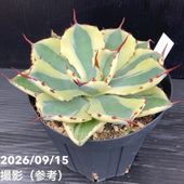 アガベ 3.5号 オバティフォリア フロスティブルー ovatifol. Frosty