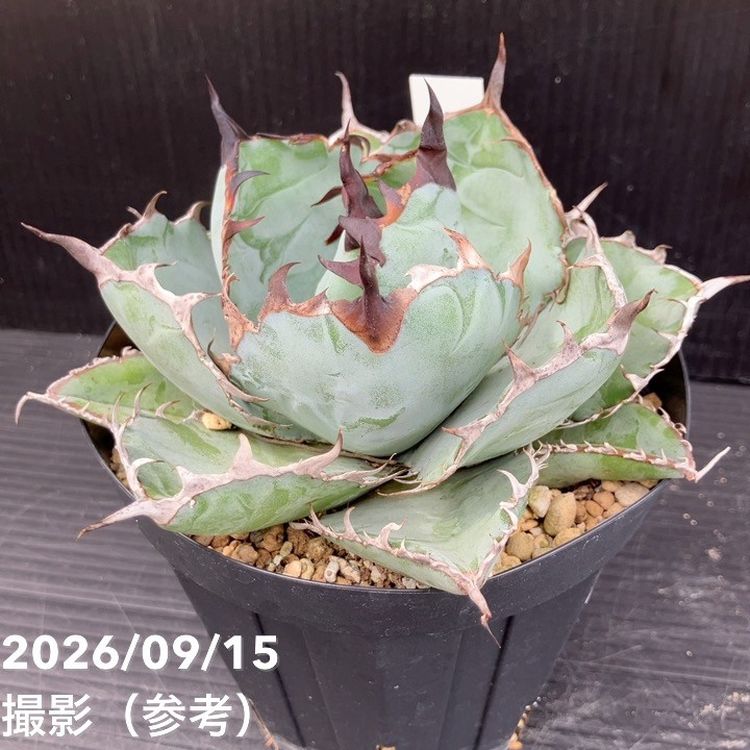 □キーワードから探す,ドライガーデンの購入なら赤塚植物園オンライン