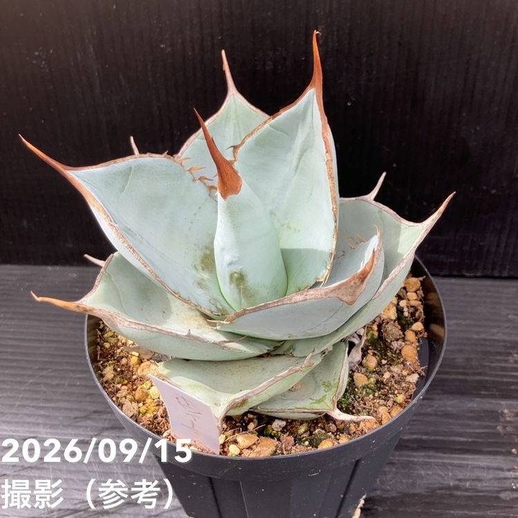 □キーワードから探す,ドライガーデンの購入なら赤塚植物園オンライン