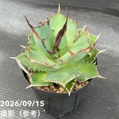 アガベ 3.5号 パリー トランカータ parryi truncata｜観葉01-D1 | 観葉