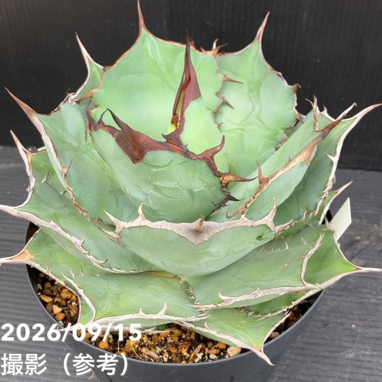 □キーワードから探す,ドライガーデンの購入なら赤塚植物園オンライン