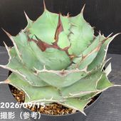 アガベ 2.5号 白犀牛 シロサイ White Rhino｜観葉10-TU | 観葉・多肉
