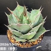 アガベ 2.5号 白犀牛 シロサイ White Rhino｜観葉10-TU | 観葉・多肉