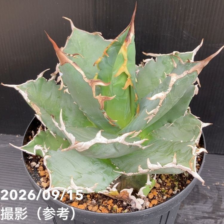 □キーワードから探す,ドライガーデンの購入なら赤塚植物園オンライン