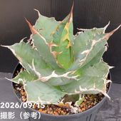 アガベ 2.5号 白犀牛 シロサイ White Rhino｜観葉10-TU | 観葉・多肉