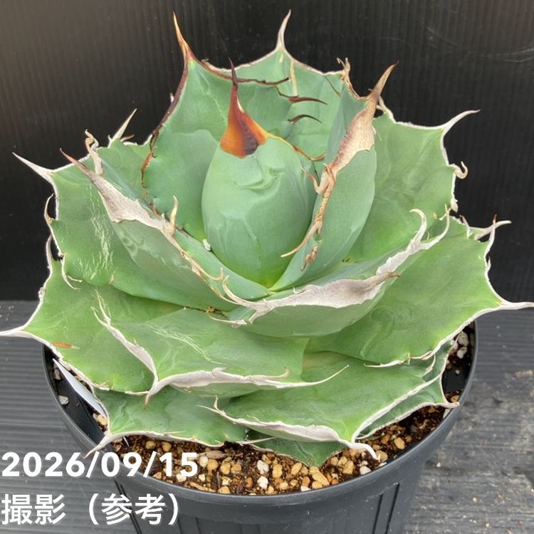 □キーワードから探す,ドライガーデンの購入なら赤塚植物園オンライン