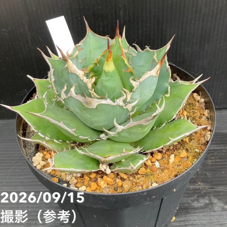 □キーワードから探す,ドライガーデンの購入なら赤塚植物園オンライン