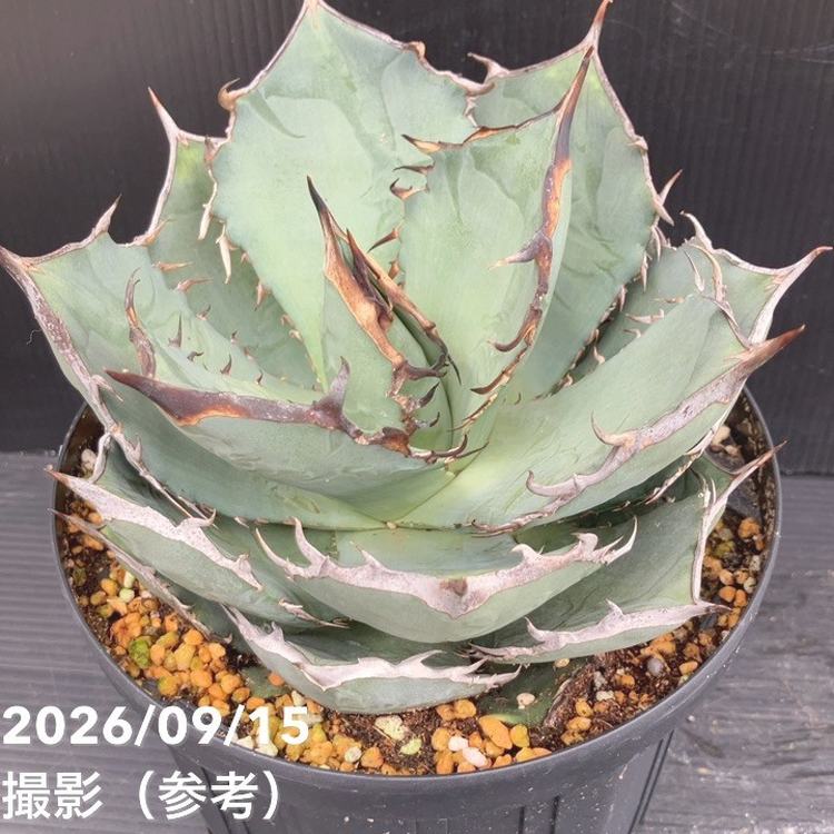 □キーワードから探す,ドライガーデンの購入なら赤塚植物園オンライン