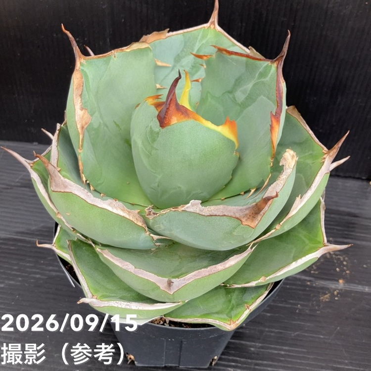 □キーワードから探す,ドライガーデンの購入なら赤塚植物園オンライン
