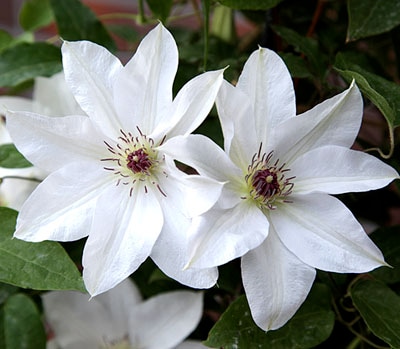 クレマチス パテンス系（早咲き大輪系）晴山 4.5号｜草花04-PA | 草花