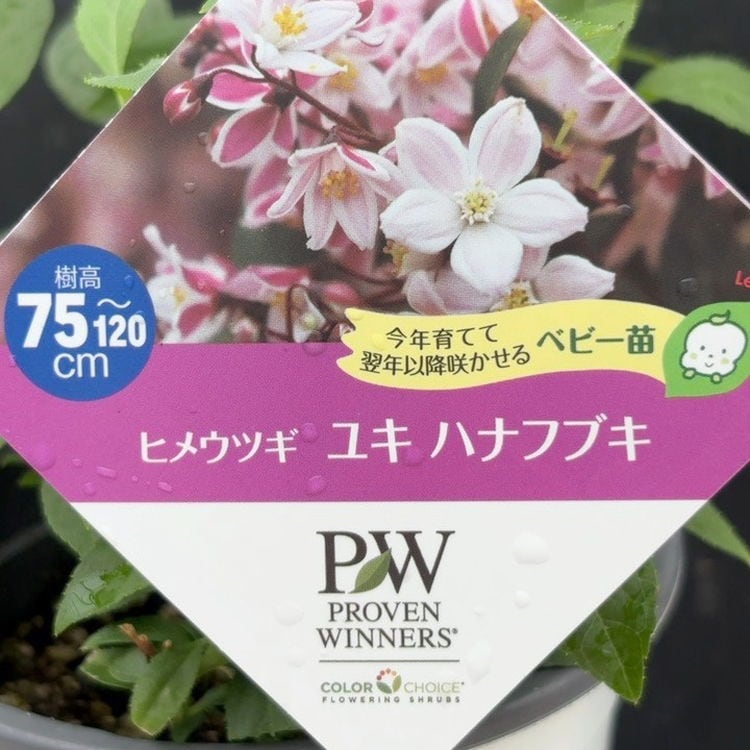 □キーワードから探す,日本ミツバチ,蜜源植物の購入なら赤塚植物園