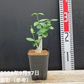 モンステラ デリシオサ 7号｜観葉04-PA | 観葉・多肉,モンステラ