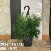 斑入りパキラ ミルキーウェイ 6号｜観葉04-PA | 観葉・多肉,パキラ