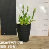 お買い得！】ザミア フロリダーナ（メキシコソテツ）7号 ｜観葉10-TU