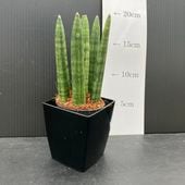 サンスベリア 4号 サワディー Sawasdee 角プラ鉢仕様｜観葉02-D2