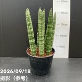 683〓超希少Peritassa campestris 熱帯果樹【限定1鉢】 サンスベリア 3号角鉢 ドナティ DONATI 6cmポット投げ込み仕様｜観葉02