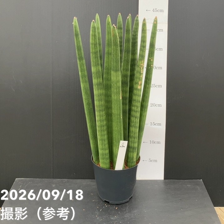 赤塚植物園自社農場,サンスベリア（サンセベリア）,サンセベリア1点物