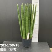 超特価！2鉢価格！ゼラニカ　サンセベリア サンスベリア　苗　苗木　観葉植物　7号 限定3鉢】サンスベリア 7号 ゼラニカハイブリッド｜観葉02-D2 | 観葉