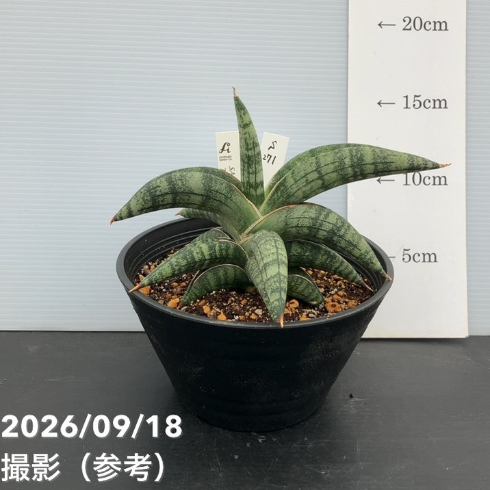taroご注文植木鉢 現品お届け】サンスベリア 5号 タランチュラ プラ鉢（S271）｜観葉02