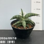 限定3鉢】サンスベリア 7号 ゼラニカハイブリッド｜観葉02-D2 | 観葉