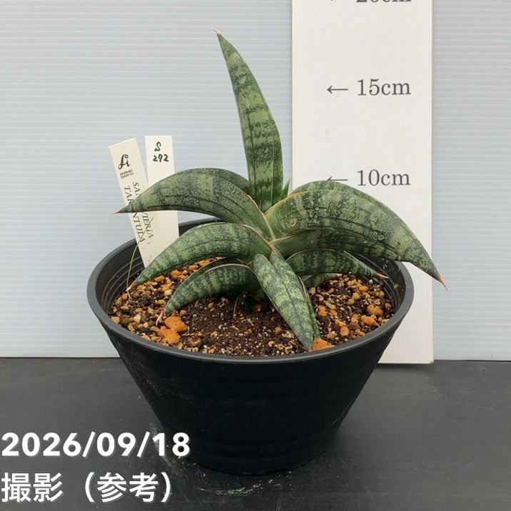 赤塚植物園自社農場,サンスベリア（サンセベリア）,サンセベリア1点物
