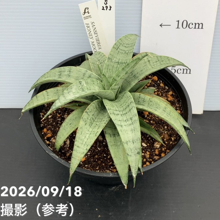 赤塚植物園自社農場,サンスベリア（サンセベリア）,サンセベリア1点物