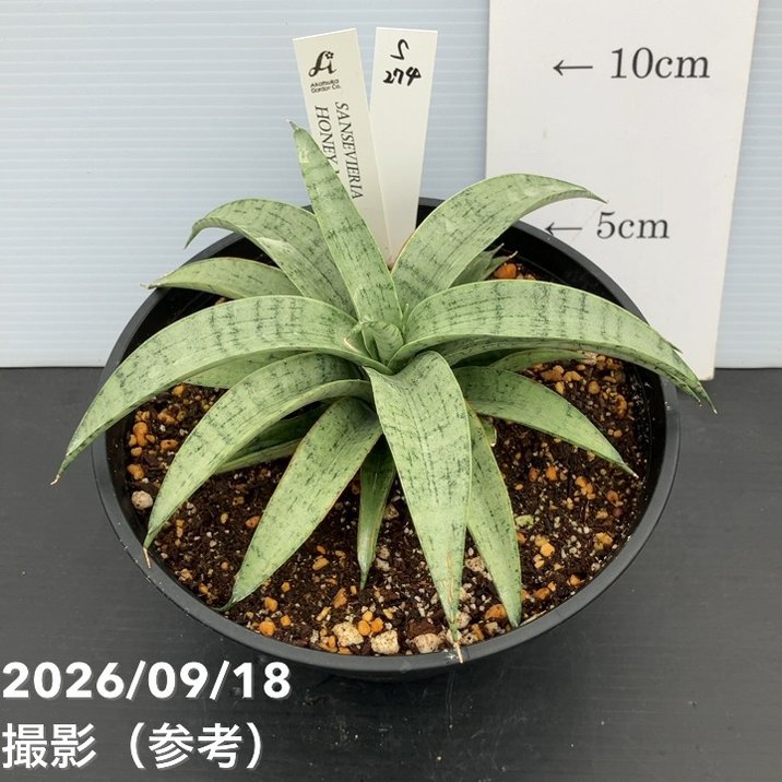 観葉・多肉,サンセベリア,1点物の購入なら赤塚植物園オンライン 花の音