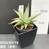 サンスベリア 4号 パゴダ 白陶器鉢仕様｜観葉02-D2 | 観葉・多肉